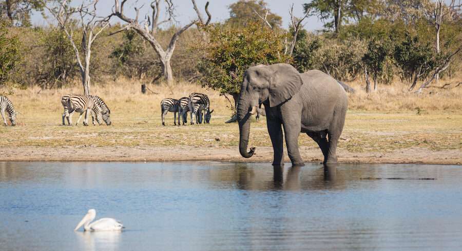 Okavango Delta Botswana Safari (Moremi & Khwai)