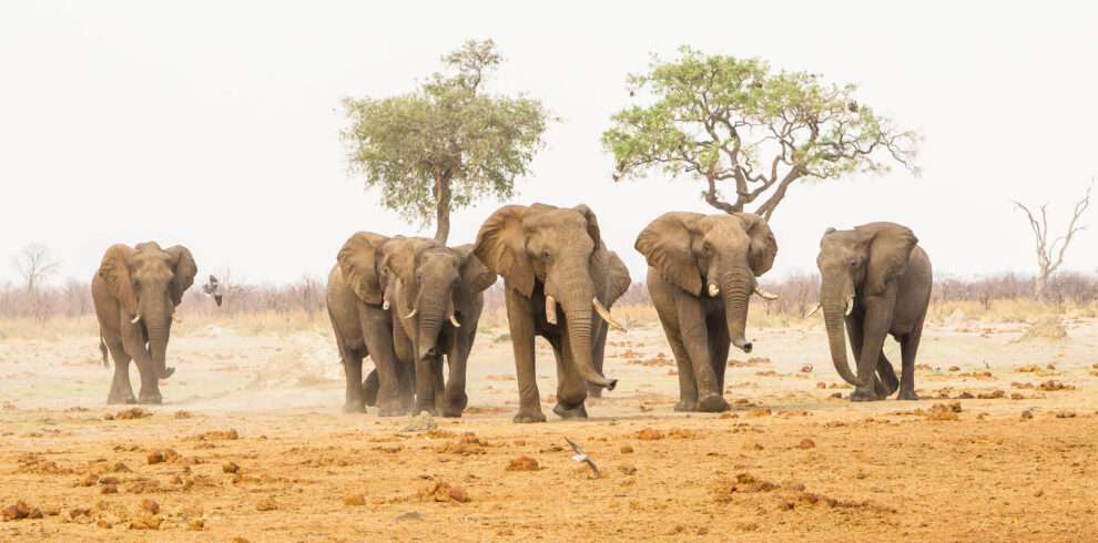 African Safari Packages